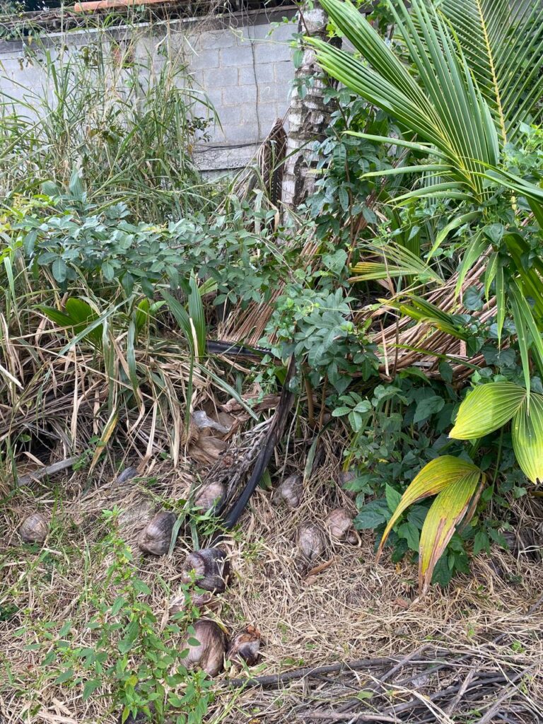 Imagem do WhatsApp de 2025-10-10 à(s) 19.39.32_371fb7df